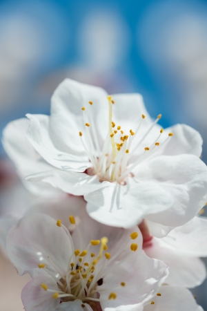 Flowers  white blooming apple tree branch, close-up photo, natural blurred background の写真素材