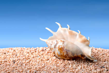 Tropical seashell on rough sand or pebble beach, blue sky at background, composite imageの写真素材
