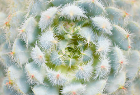 cactus close-up shot, natural floral abstractの写真素材