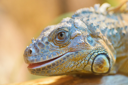 Animals: close-up portrait of green iguana, natural blurred background, sunlightの写真素材