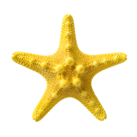 Isolated objects: yellow starfish, isolated on white background, closeup shotの写真素材