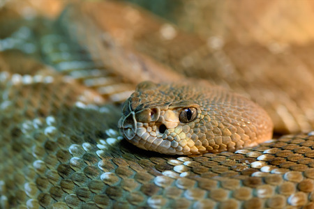 Animals: red diamond rattlesnake, Crotalus ruber, close-up head shot, selective focus, shallow depth of fieldの写真素材