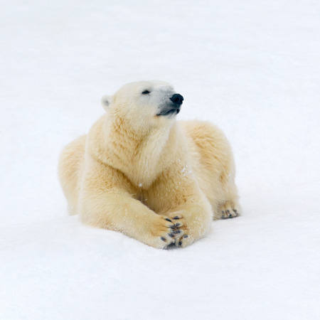 Animals: polar bear having a rest on white snow