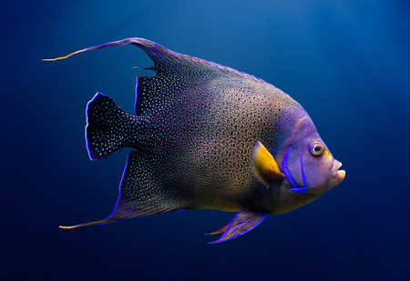 Sea life: adult Koran angelfish, or semicircle angelfish (Pomacanthus semicirculatus), on natural blue backgroundの写真素材