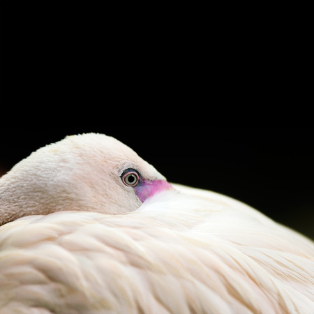 Birds: lesser flamingo, traditional close-up portrait on dark backgroundの写真素材