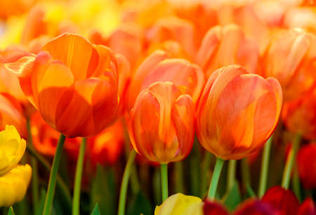 Flowers: group of fresh orange red tulips in a garden, sunlight from above. Nice floral abstract background.の写真素材