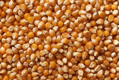 Food ingredients: dried corn seeds arranged as flat background