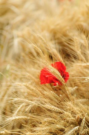 Backgrounds and textures: field of golden wheat with red poppy flowers, agricultural abstractの写真素材