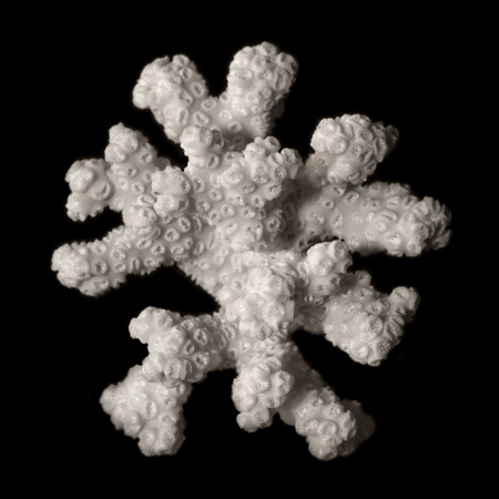 Isolated objects: white dried coral branch on black backgroundの写真素材
