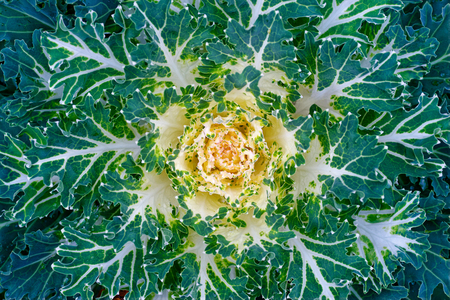 Backgrounds and textures: decorative cabbage top view, natural abstract patternの写真素材