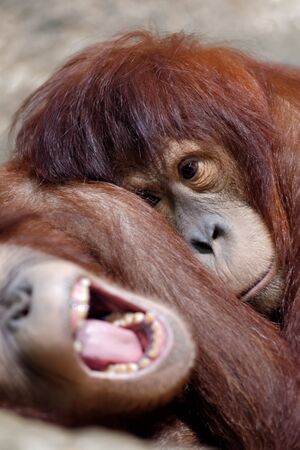 Animals: two young sleepy orangutan, having a rest, yawning, close-up shot