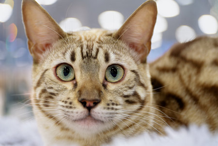 Young exotic bengal cat, short brown hair, close-up portraitの写真素材