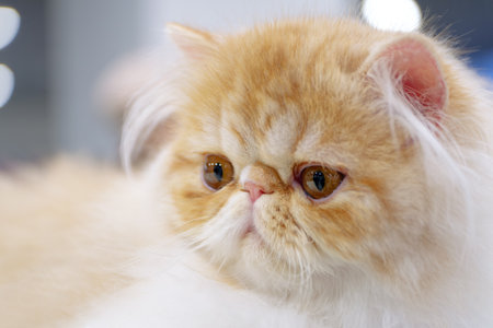Young exotic persian cat, white and light brown fur, close-up portraitの写真素材