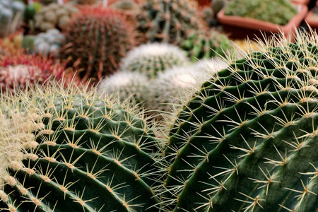Backgrounds and textures, big group of assorted cactuses, various shapes, sizes and colours,...