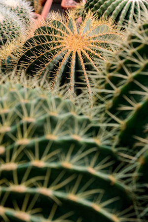 Backgrounds and textures, big group of assorted cactuses, various shapes, sizes and colours,...