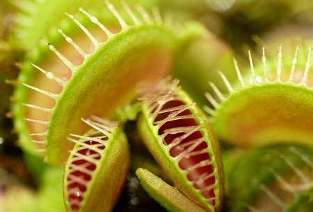Group of Venus flytraps, green and red carnivorous wetlands plant, abstract floral background
