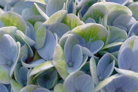 Bunch of blue flowers with green leaves, silhouette in sunlight, abstract natural backgroundの写真素材