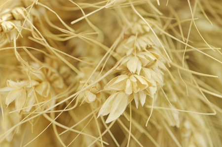 Harvest, bunch of ears of wheat, dried and empty. Agricultural abstract background.の写真素材