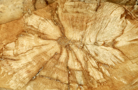 Petrified wood, surface of beautiful brown and yellow decorative stone, abstract pattern of cracks, spots and stains, natural backgroundの写真素材