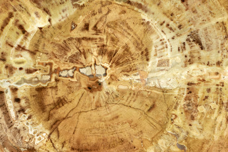 Petrified wood, surface of beautiful brown and yellow decorative stone, abstract pattern of cracks, spots and stains, natural backgroundの写真素材