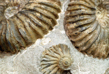 Group of fossilized ammonites on the stone surface, archeology and paleontology abstract backgroundの写真素材