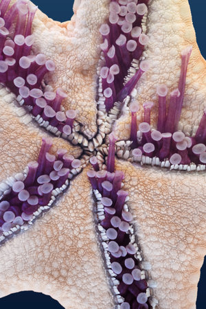 Sea star underside, close-up shot, natural abstract backgroundの写真素材