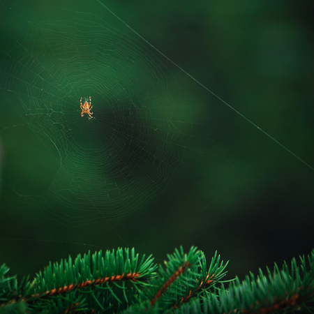 Spider on spider web with green background. Pine tree branch.