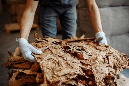 Close-up photo of man hands checking dry tobacco leaves qualityの写真素材
