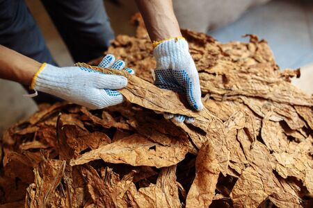 Close-up photo of man hands checking dry tobacco leaves qualityの写真素材