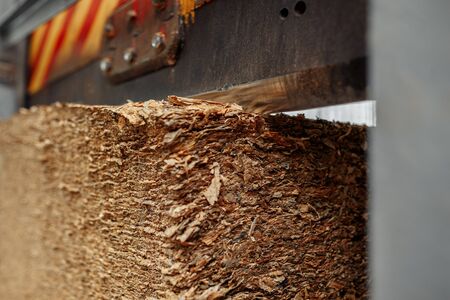 Photo of cutting dry tobacco leaves in cloth sack for cigarette industry.