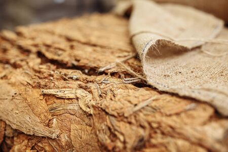 Photo of dried tobacco leaves in cloth sack for cigarette industry.の写真素材