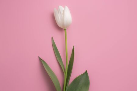 Colorful photo of fresh spring flower tulips over pink background. Happy Easter and Mothers Day card.の写真素材
