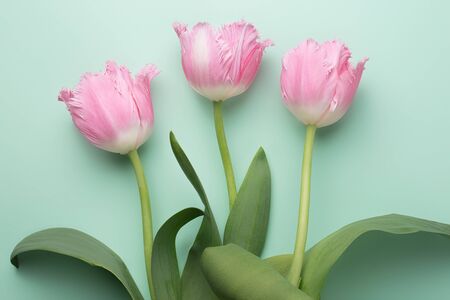 Colorful photo of fresh spring pink flower tulips over cyan background. Happy Easter and Mothers Day card.の写真素材