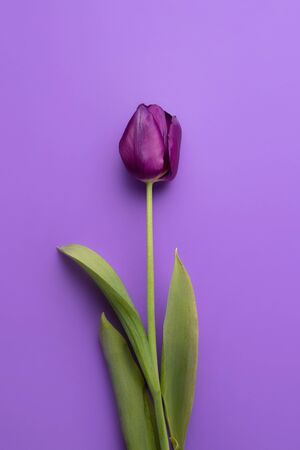 Colorful photo of fresh spring flower tulips over purple background. Happy Easter and Mothers Day card.の写真素材