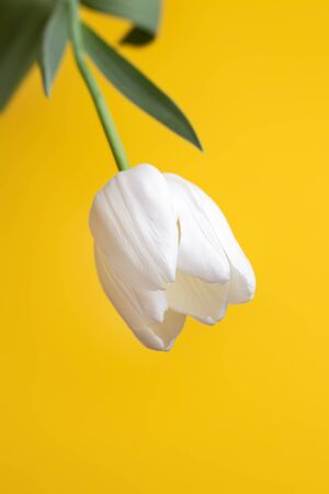 Colorful photo of fresh spring white flower tulips over yellow background. Happy Easter and Mothers Day card.の写真素材