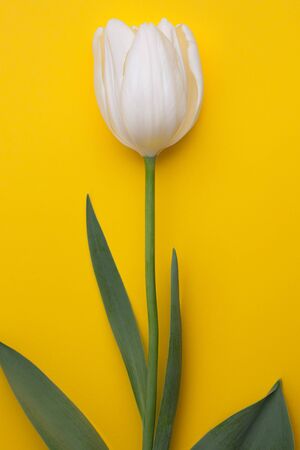 Colorful photo of fresh spring white flower tulips over yellow background. Happy Easter and Mothers Day cardの写真素材