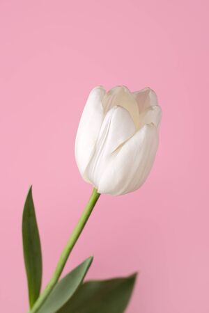Colorful photo of fresh spring flower tulips over pink background. Happy Easter and Mothers Day card.の写真素材