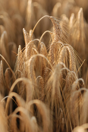Close-up photo of ripe wheat fields. Farm harvest season.