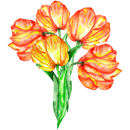 A watercolor illustration with a bouquet of five watercolor red and yellow tulips on a white backgroundの写真素材