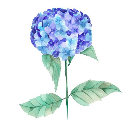 An illustration with an isolated bouquet of the beautiful watercolor blue Hydrangea flowers on a white backgroundの写真素材
