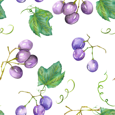 A seamless pattern with the hand-drawn violet grapes. Painted in a watercolor on a white background.の写真素材