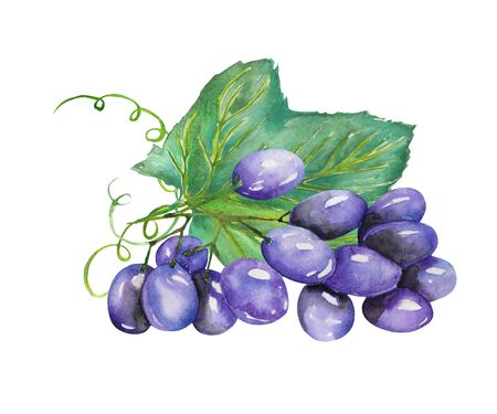Image of the isolated watercolor bunch of blue grapes. Painted hand-drawn in a watercolor on a white background.の写真素材
