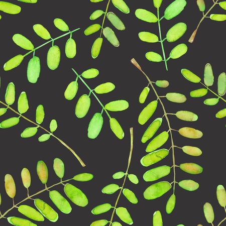 Seamless pattern with watercolor acacia tree branches, hand drawn isolated on a dark backgroundの写真素材