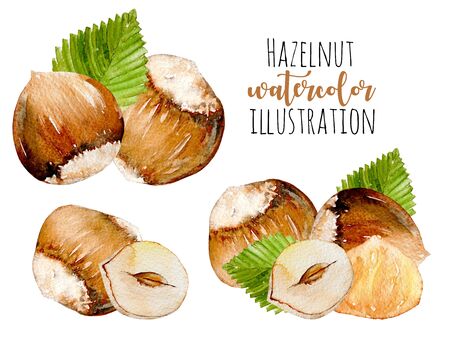 Set of watercolor hazelnuts elements, hand painted isolated on a white backgroundの写真素材