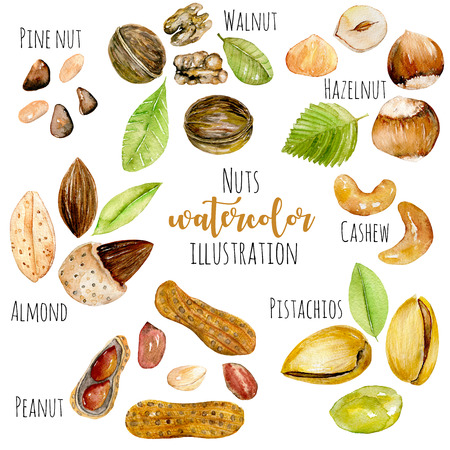 Set of watercolor nuts, hand painted isolated on a white backgroundの写真素材