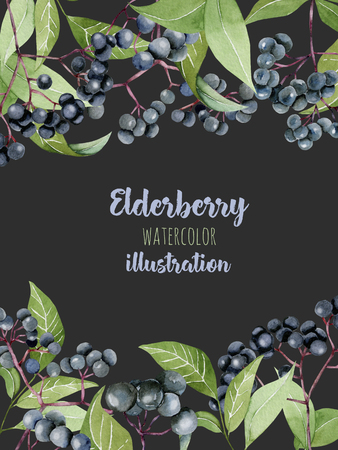 Card template with watercolor elderberry branches, frame border background, hand painted on a dark backgroundの写真素材