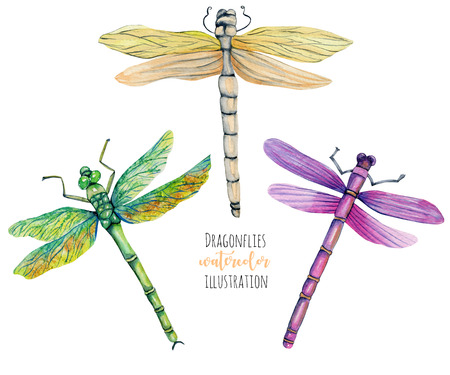 Watercolor colorful dragonflies illustration, hand painted isolated on a white backgroundの写真素材