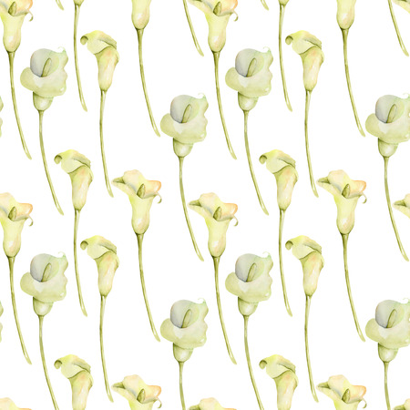 Watercolor white callas flowers on white backgroundの写真素材