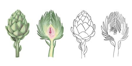 Collection of isolated watercolor and graphic artichoke, hand drawn illustration on a white backgroundの写真素材