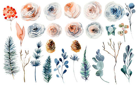 Set of watercolor winter plants: pink and white roses, fir cones and branches; hand painted isolated illustrations on a white backgroundの写真素材